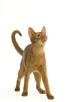 Cat - Abyssinian Sorrel in studio