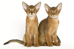 Images Dated 24th September 2005: Cat - Abyssinian - in studio
