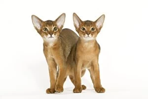 Images Dated 24th September 2005: Cat - Abyssinian - in studio