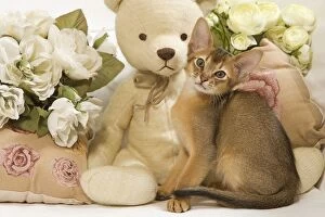 Images Dated 10th August 2007: Cat - Abyssinian - with teddy bear