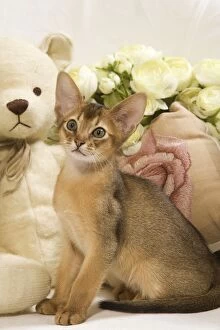 Cat - Abyssinian - with teddy bear