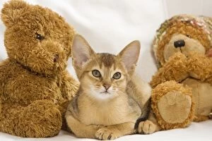 Cat - Abyssinian - with teddy bears