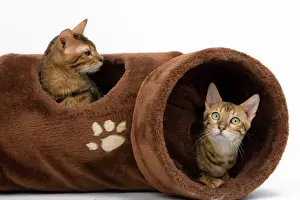 Toys Prints: Cat - two in activity play tunnel