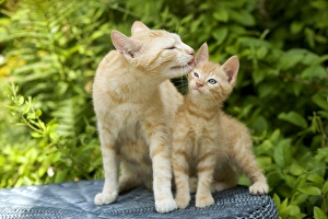 Cat - ginger kitten grooming