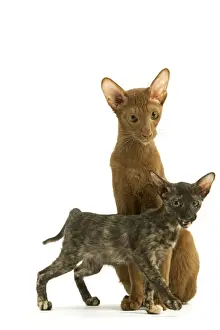 Cinnamon Prints: Cat - adult Oriental Cinnamon with Oriental Tortie kitten