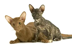 Cinnamon Prints: Cat - adult Oriental Cinnamon with Oriental Tortie kitten