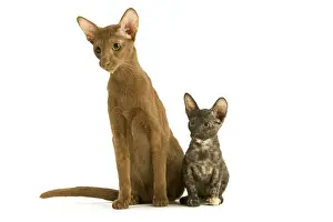 Cat - adult Oriental Cinnamon with Oriental Tortie kitten