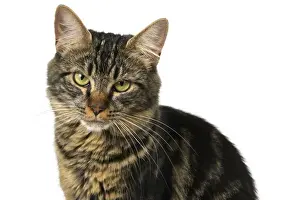 Tabbies Prints: CAT. adult tabby, facial expression, cute, studio, white background