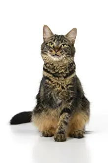 Tabbies Prints: CAT. adult tabby, facial expressions, , cute, studio, white background
