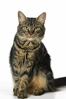 Images Dated 10th August 2021: CAT. adult tabby, facial expressions, , cute, studio, white background