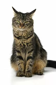 Images Dated 10th August 2021: CAT. adult tabby, facial expressions, , cute, studio, white background