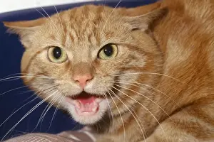 Miaowing Prints: Cat - aggressive