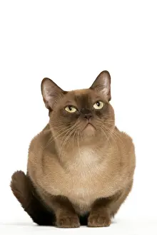 Watching Prints: Cat - American Burmese Chocolate