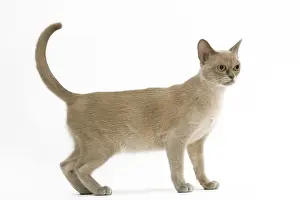 Burmese Prints: CAT - American Burmese, lilac