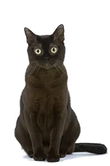 Cat - American Burmese Zibeline / Sable - in studio