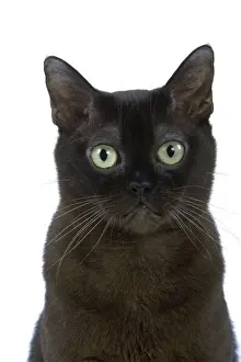 Cat - American Burmese Zibeline / Sable - in studio