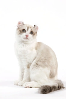 Images Dated 25th September 2011: Cat - American Curl