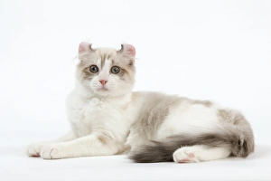 Images Dated 25th September 2011: Cat - American Curl