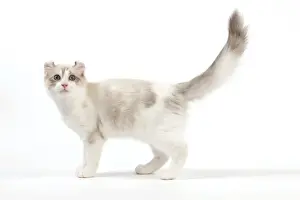 Cat - American Curl