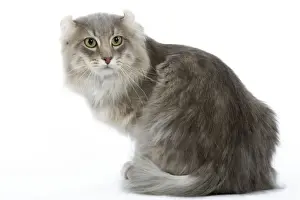American Curl Prints: Cat - American curl blue blotched tabby in studio