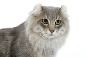 Cat - American curl blue blotched tabby in studio