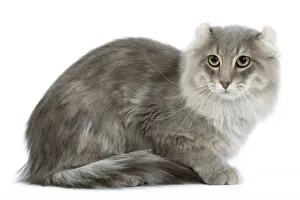 Cat - American curl blue blotched tabby in studio