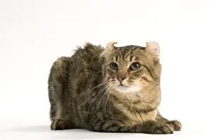 Cat - American Curl Brown tabby spotted, shorthaired