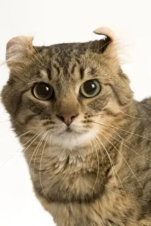 American Curl Prints: Cat - American curl brown tabby spotted in studio