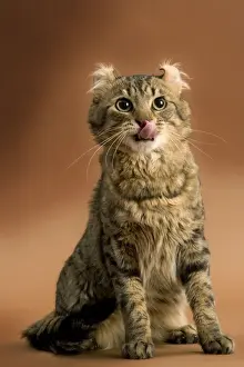 American Curl Prints: Cat - American curl brown tabby in studio