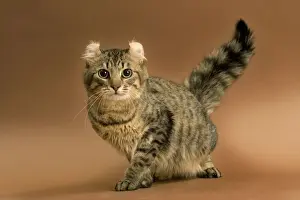 Cat - American curl brown tabby in studio