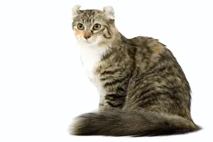 Cat- American Curl - Brown tortie blotched tabby & white