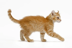 Images Dated 9th May 2006: Cat - American Curl red tabby kitten in studio