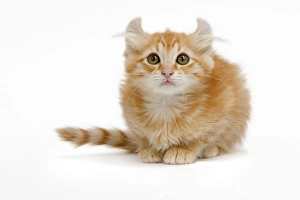 Images Dated 9th May 2006: Cat - American Curl red tabby kitten in studio