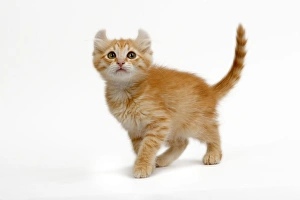 Images Dated 9th May 2006: Cat - American Curl red tabby kitten in studio