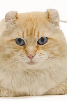 Images Dated 9th May 2006: Cat - American Curl red tabby in studio