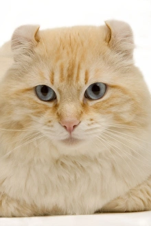 Images Dated 9th May 2006: Cat - American curl red tabby in studio