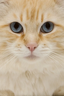 Images Dated 9th May 2006: Cat - American curl red tabby in studio