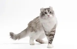American Curl Prints: Cat - American curl in studio