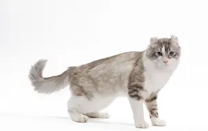 Cat - American curl in studio