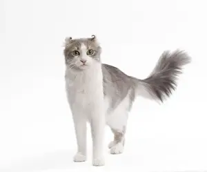 Cat - American curl in studio