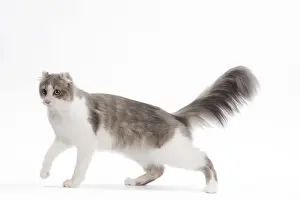 Cat - American curl in studio
