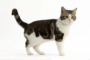 Cat - American Shorthair, Brown tabby and white