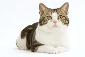 Cat - American shorthair white brown tabby