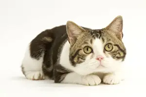 Cat - American shorthair white brown tabby