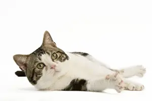 Cat - American Shorthair white brown tabby - lying