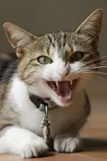 Snarling Prints: Cat - angry - hissing / snarling