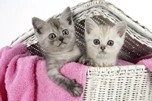 Asian Black Smoke and Chocolate Tabby Kittens in Wicker Basket