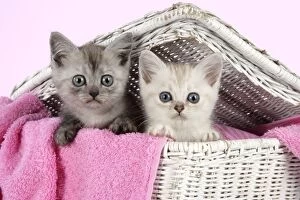Cat. Asian. Black smoke and Chocolate classic tabby kittens (8 weeks) in wicker laundry basket