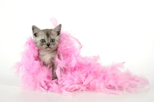 Cat. Asian. Black smoke kitten (8 weeks) with pink feather boa