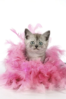 Cat. Asian. Black smoke kitten (8 weeks) with pink feather boa Cat. Asian. Black smoke kitten (8 weeks) with pink feather boa